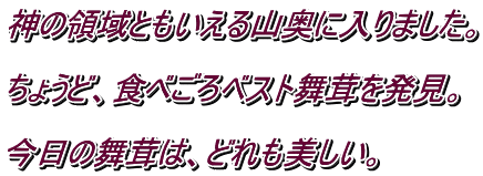 神の領域ともいえる山奥に入りました。  ちょうど、食べごろベスト舞茸を発見。  今日の舞茸は、どれも美しい。