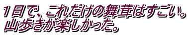 １日で、これだけの舞茸はすごい。 山歩きが楽しかった。